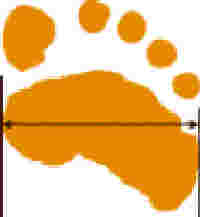 <b>Dance Paws</b>
